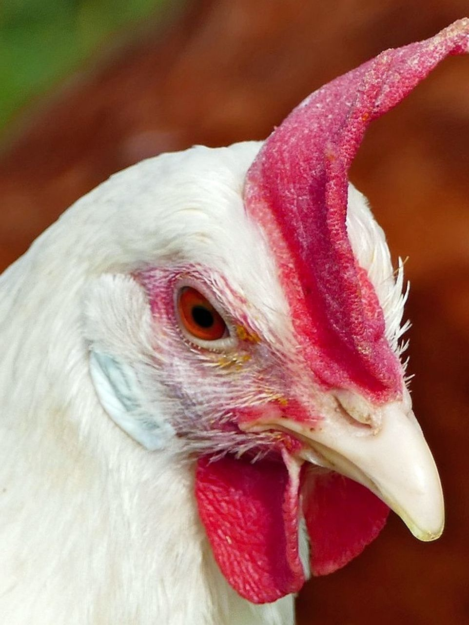 Organic eggs from pasture