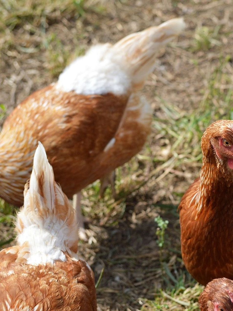 Free-Range Chicken