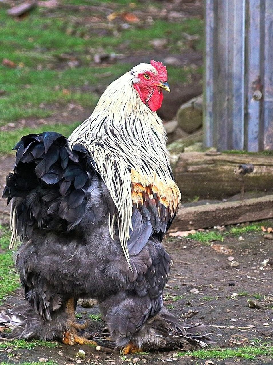 Heritage Breeds