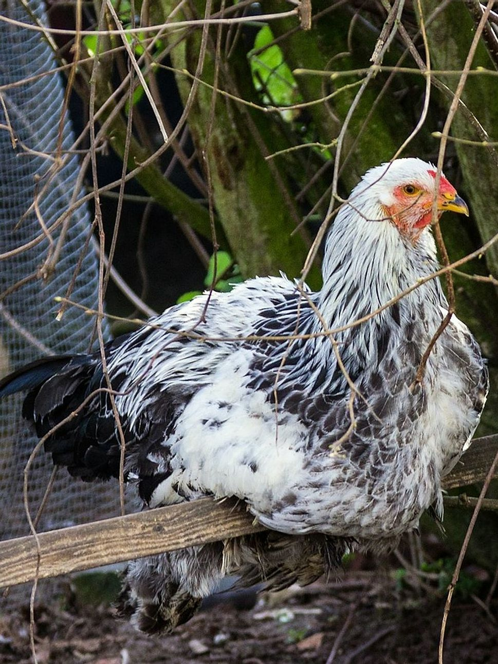 Farm Fresh Eggs