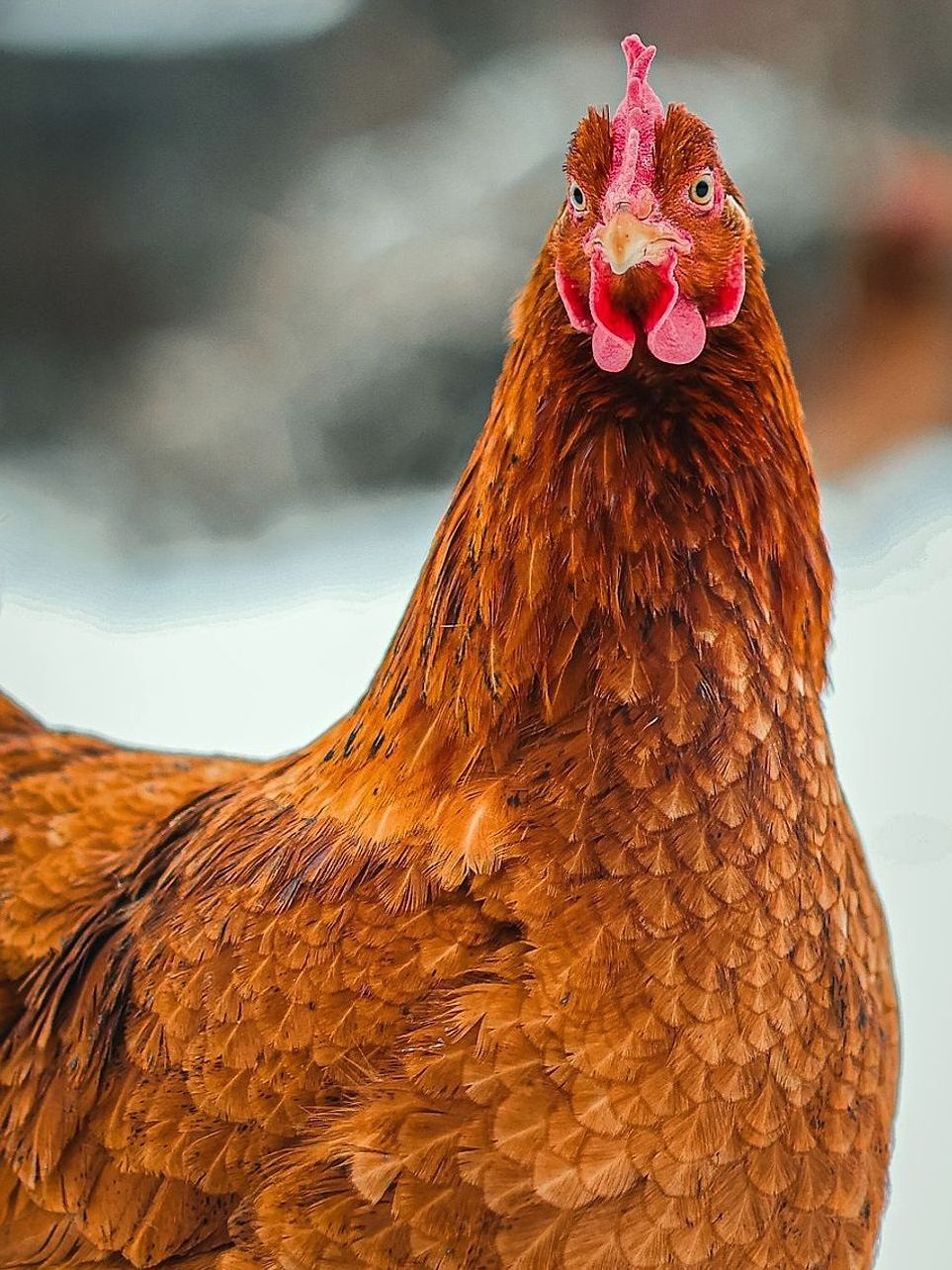 Pasture rooster products